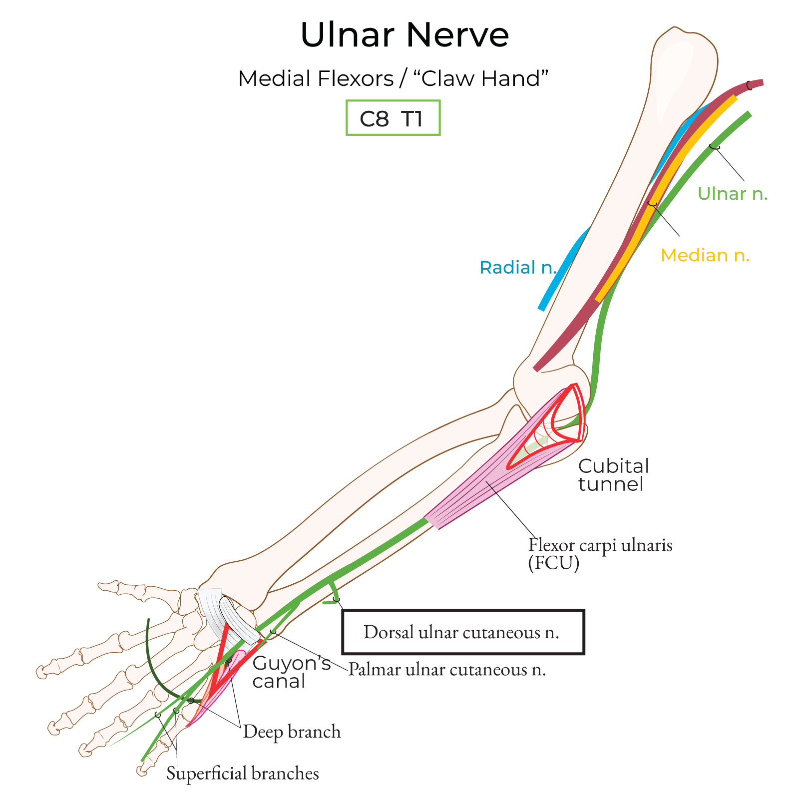 Dorsal ulnar cutaneous nerve