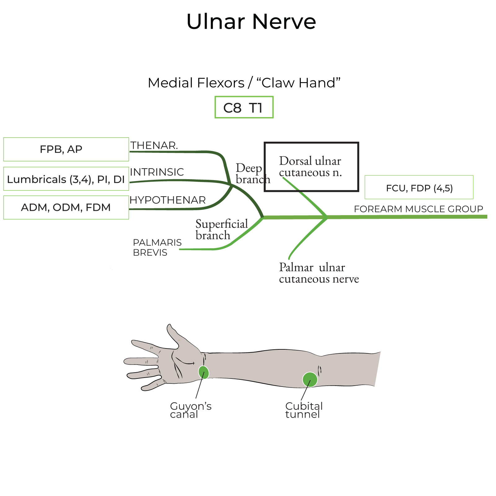 Dorsal ulnar cutaneous nerve
