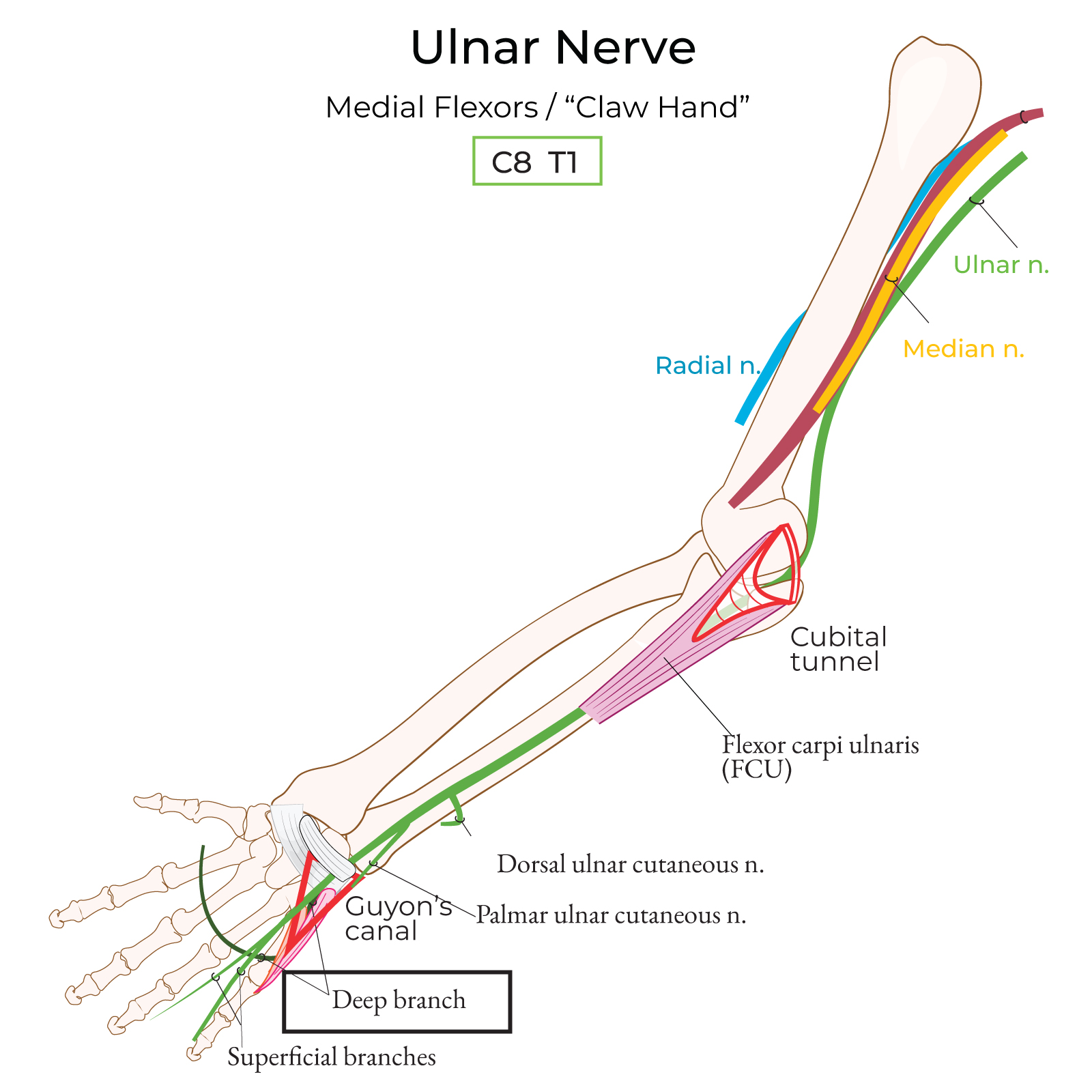 Deep branch (of ulnar nerve)