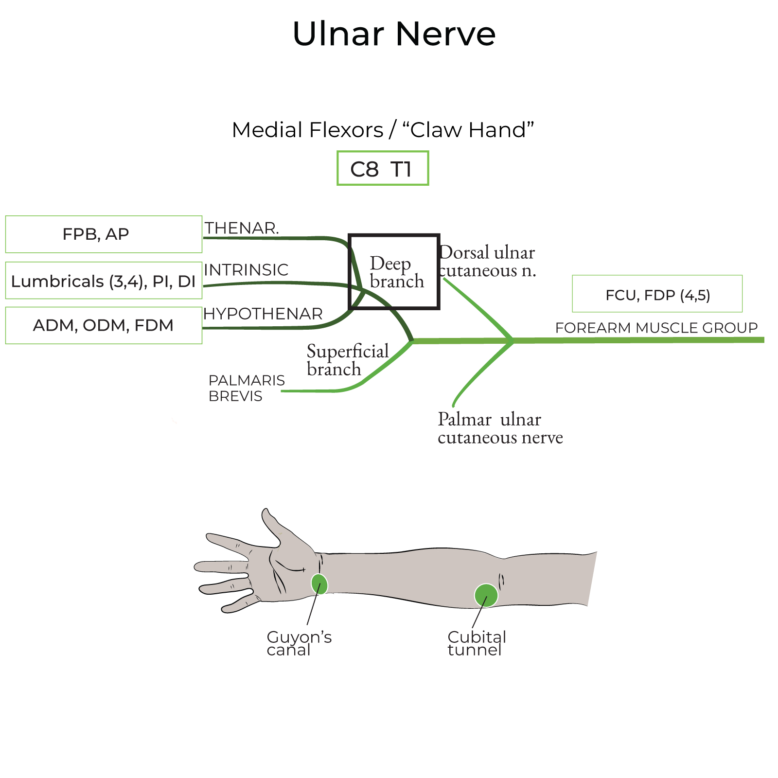 Deep branch (of ulnar nerve)