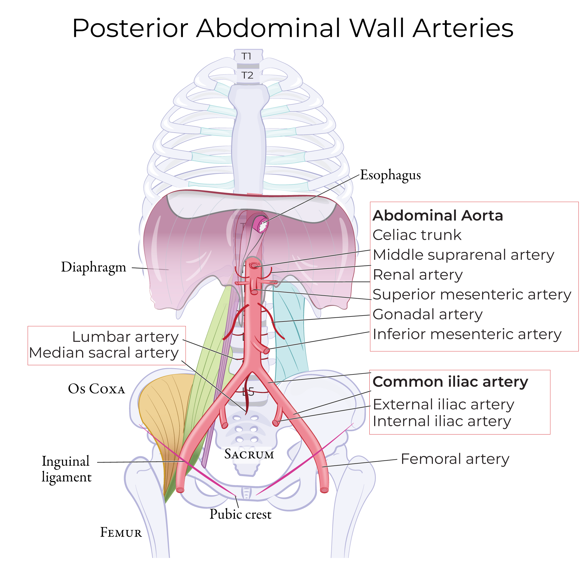Posterior Abdominal Wall Vessels