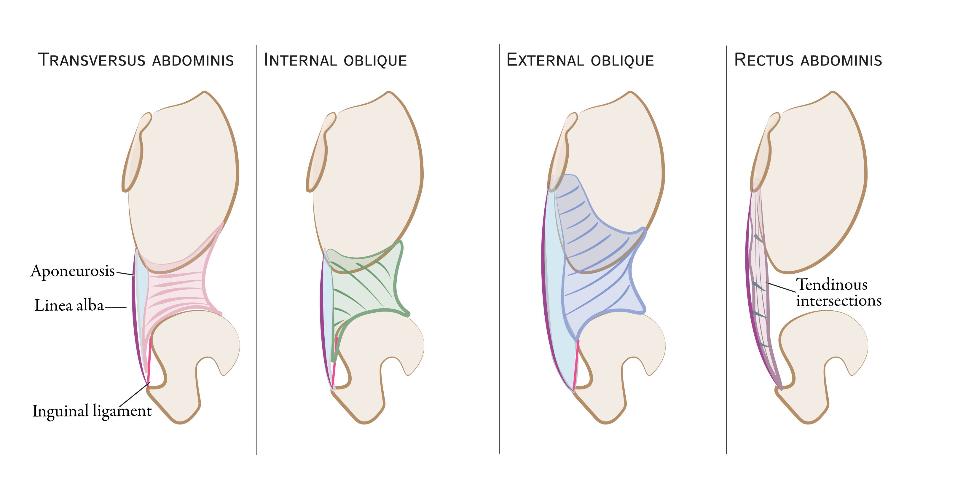 Abdominal Muscles