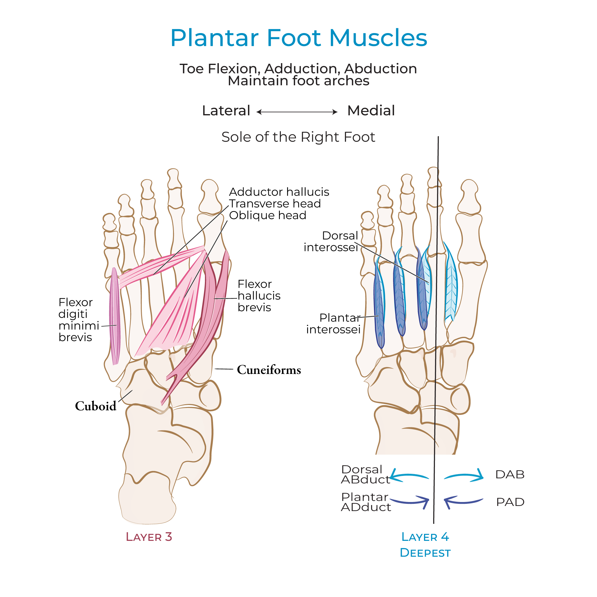 Foot Muscles (Intrinsic)