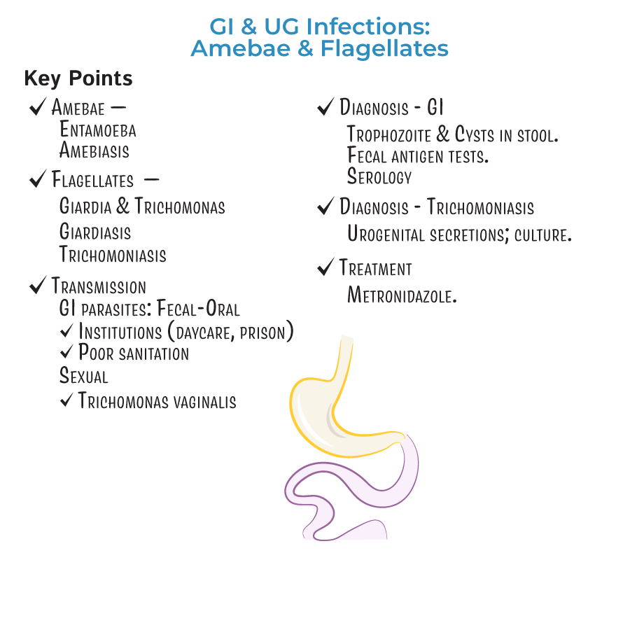 Amebae & Flagellates: Gastrointestinal & Urogenital Infections