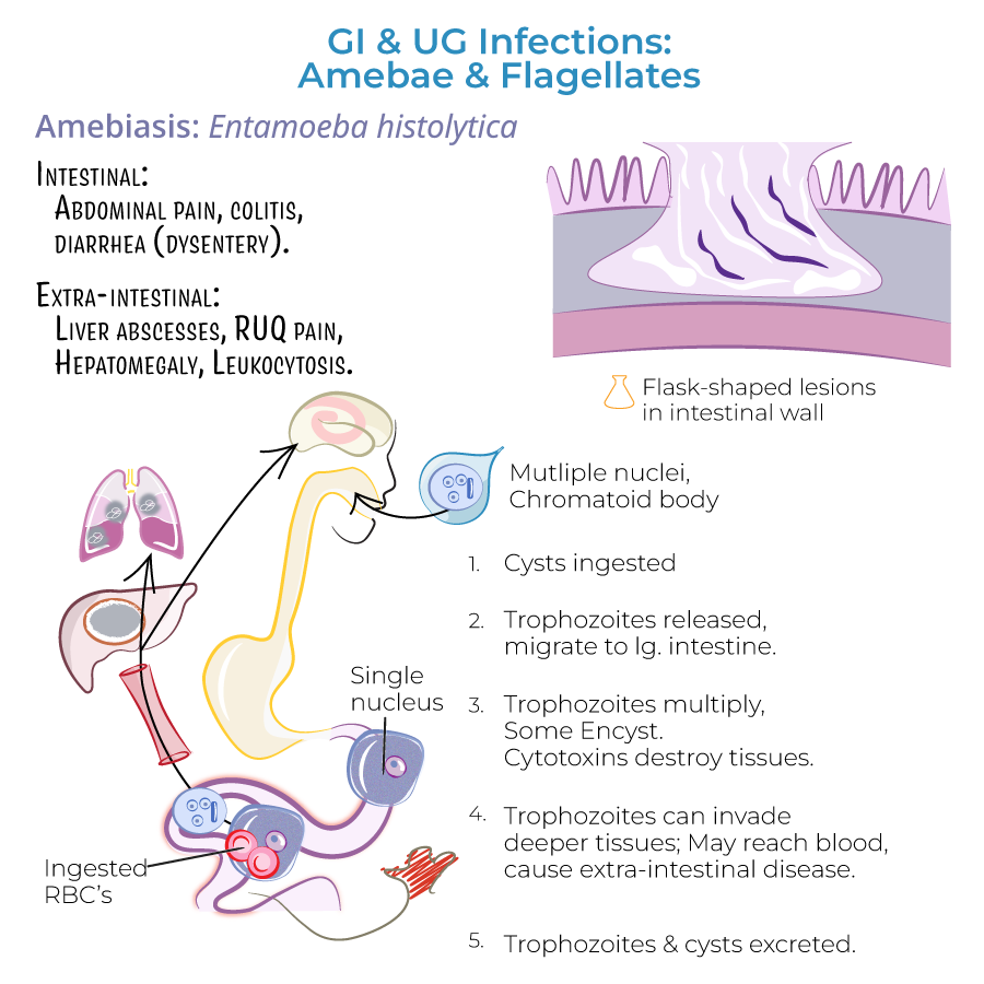 Amebae & Flagellates: Gastrointestinal & Urogenital Infections