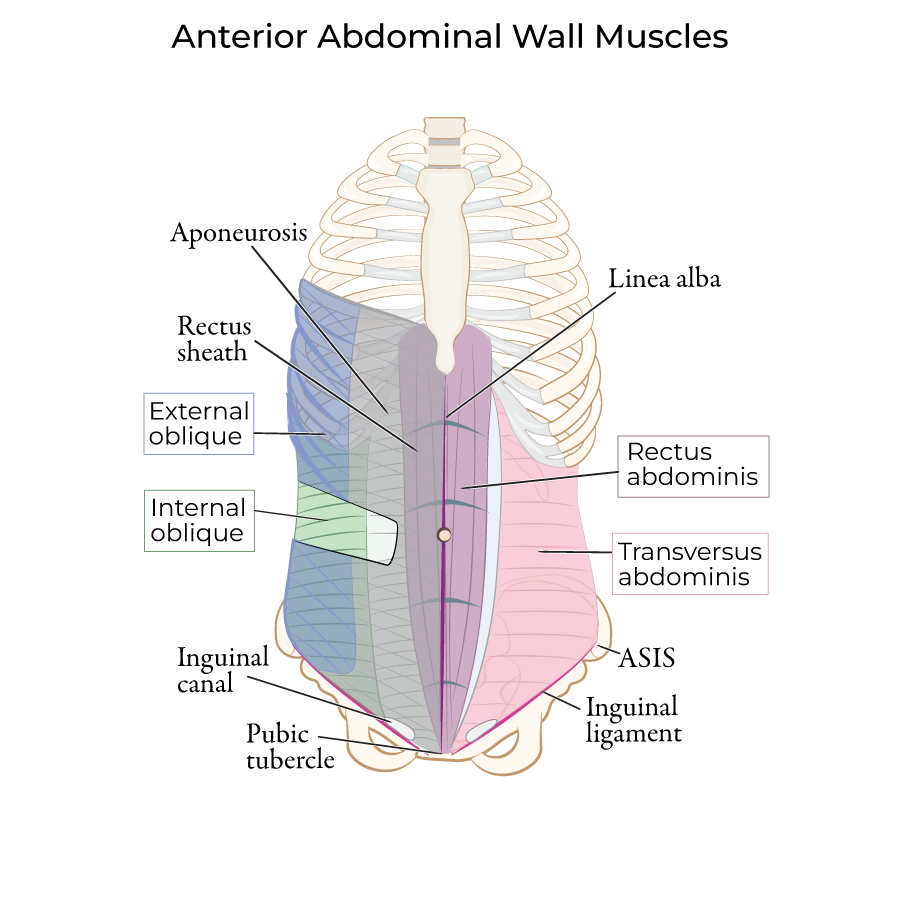 Abdominal Muscles