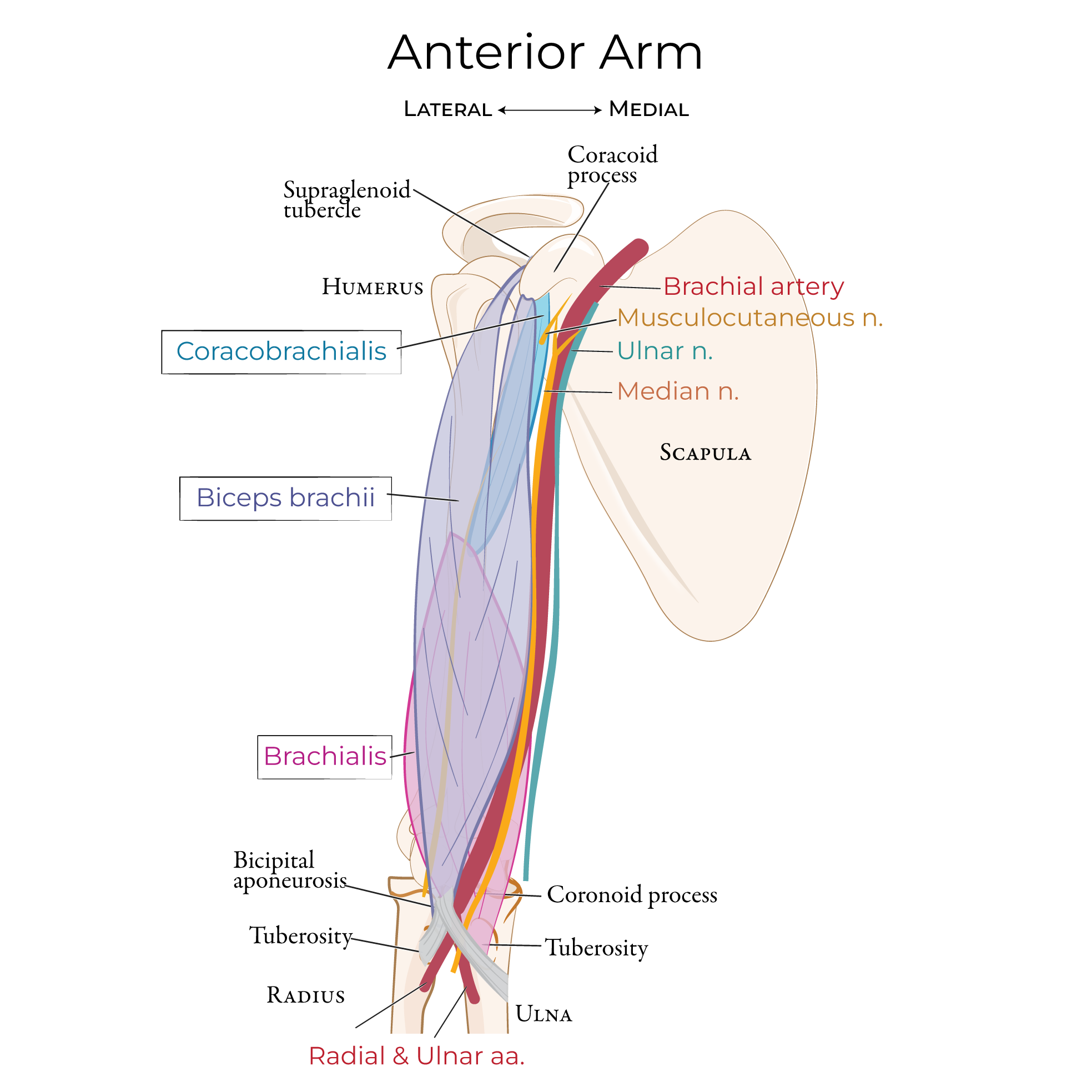Arm - Anterior Compartment Muscles