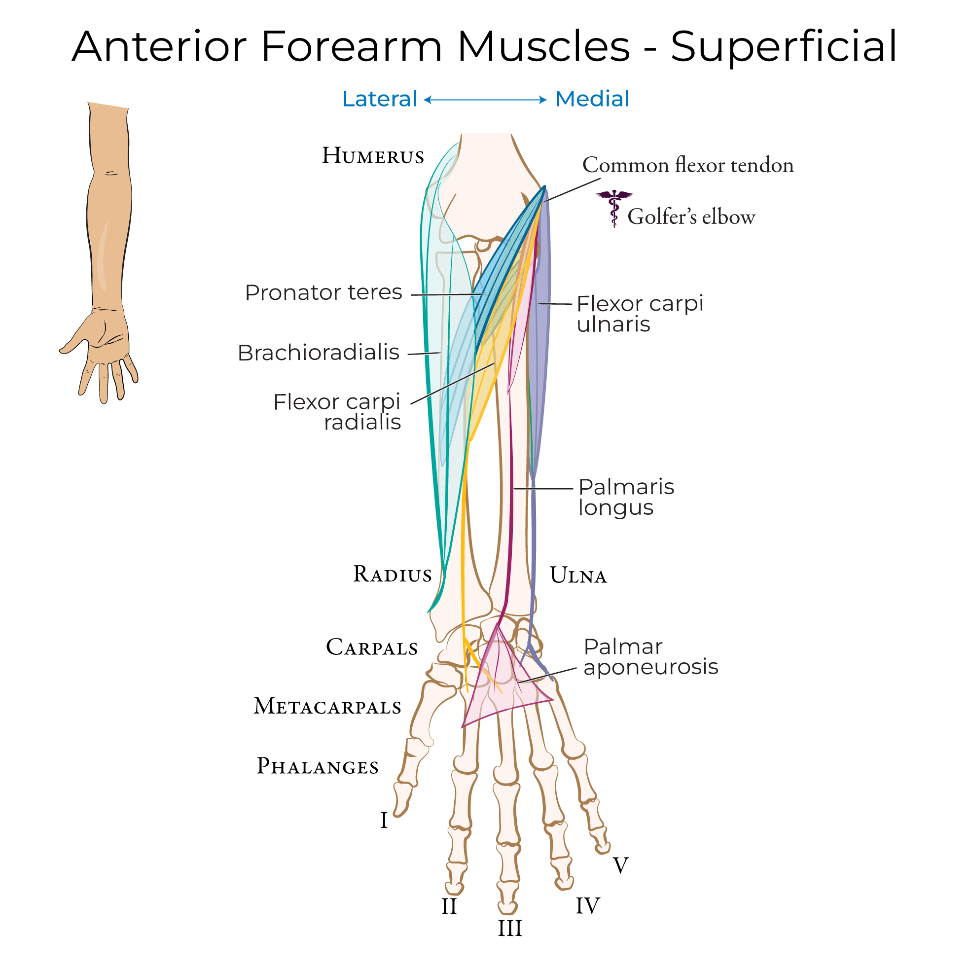 Forearm - Anterior Muscles