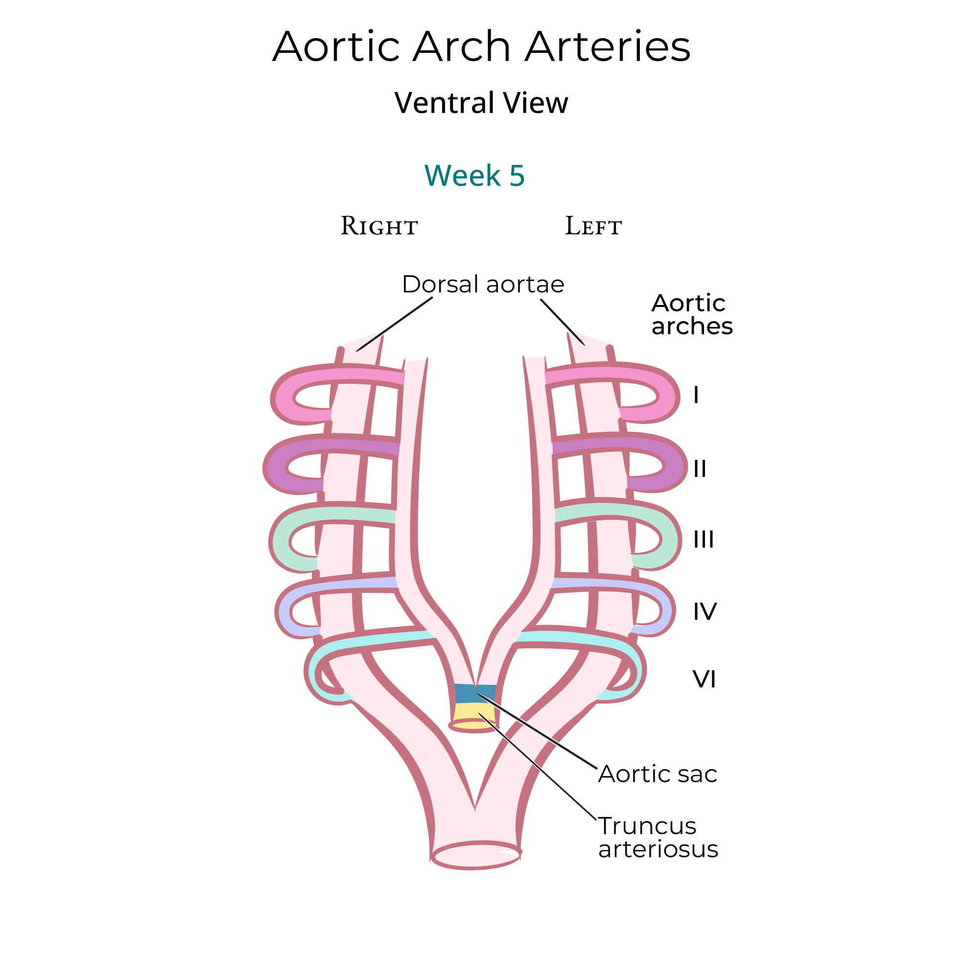 Aortic Arch Arteries
