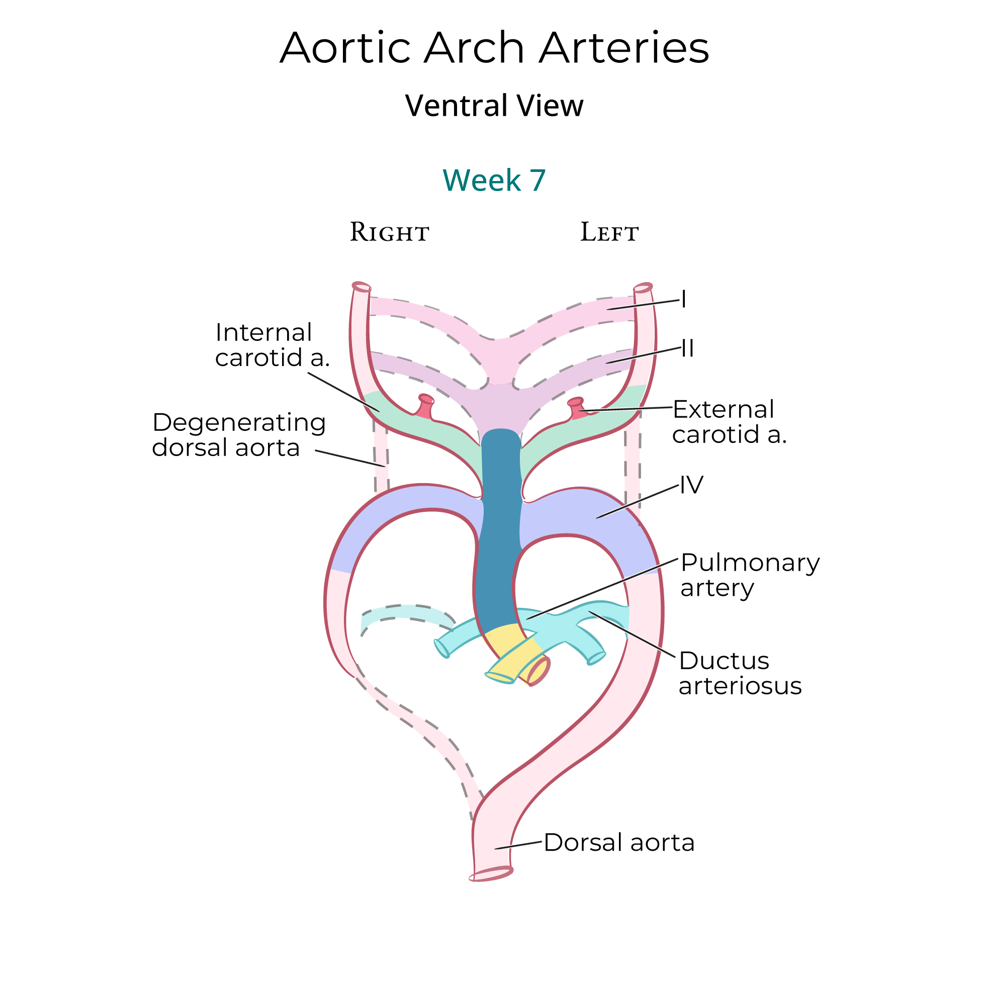 Aortic Arch Arteries