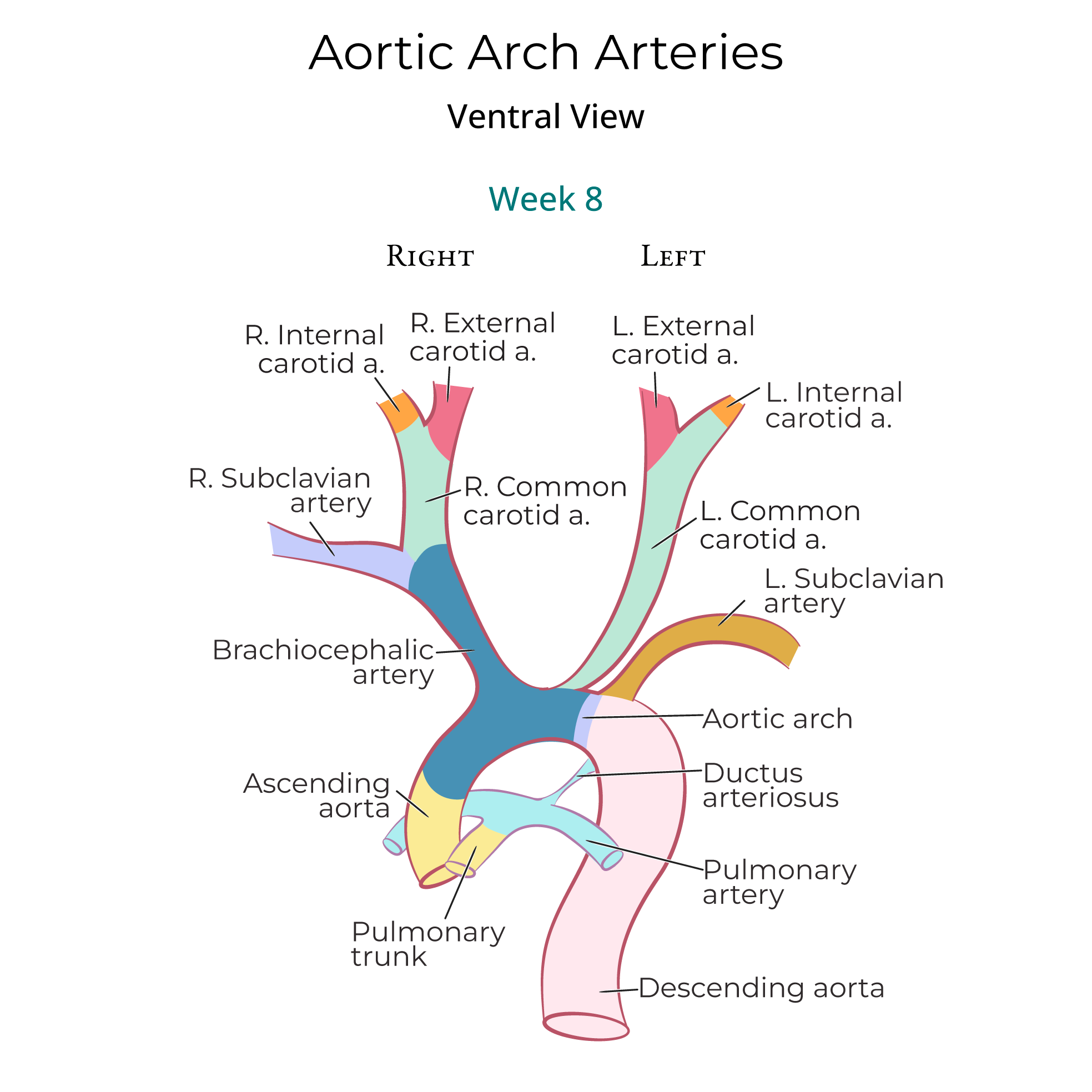 Aortic Arch Arteries