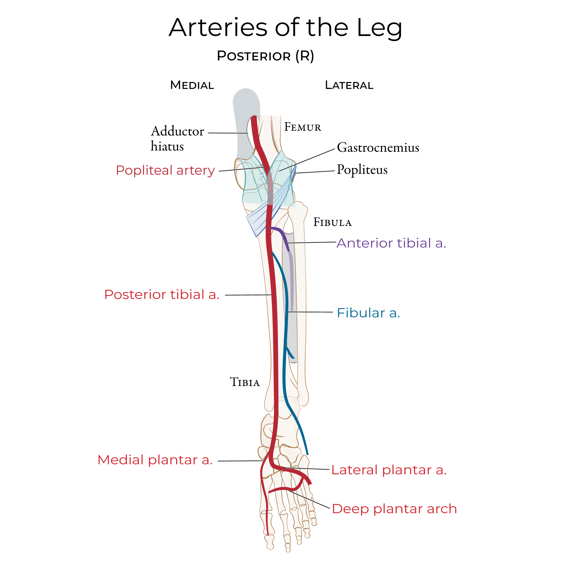 Arteries - Lower Extremity