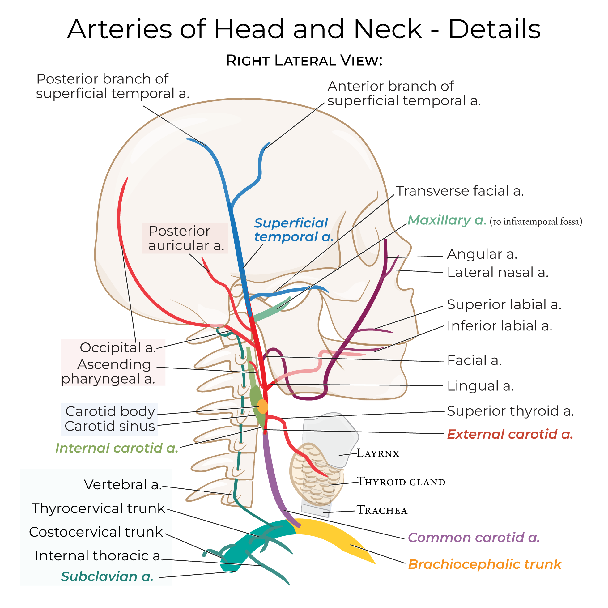 Arteries - Head & Neck