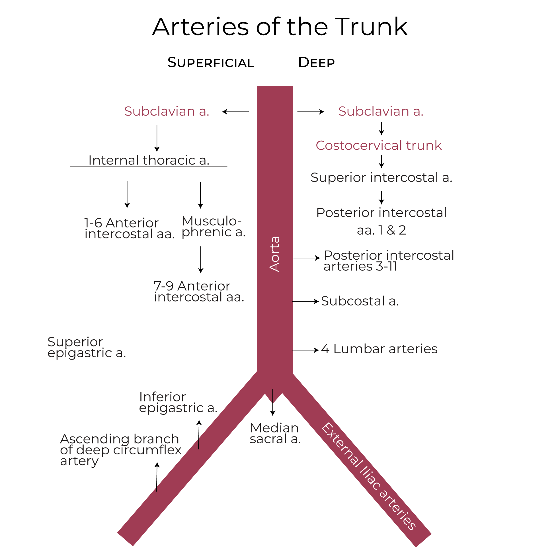 Arteries - Trunk & Abdominal Walls