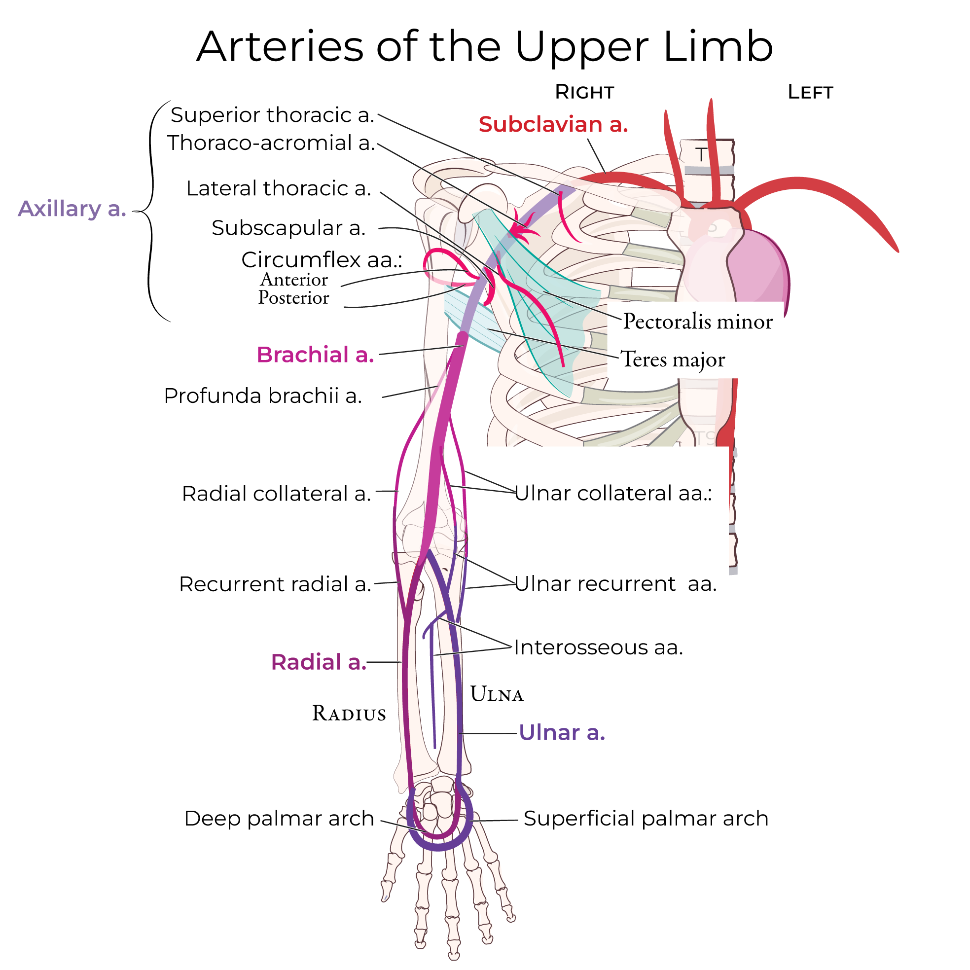 Arteries - Upper Extremity