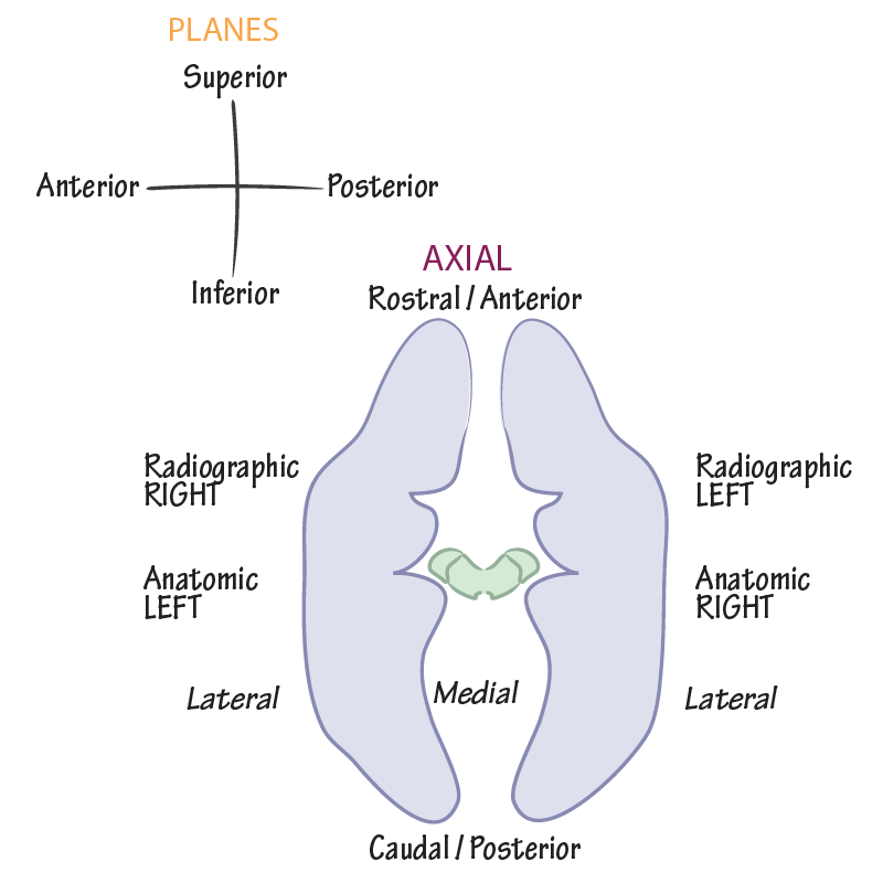 Orientational Terminology in Neuroanatomy