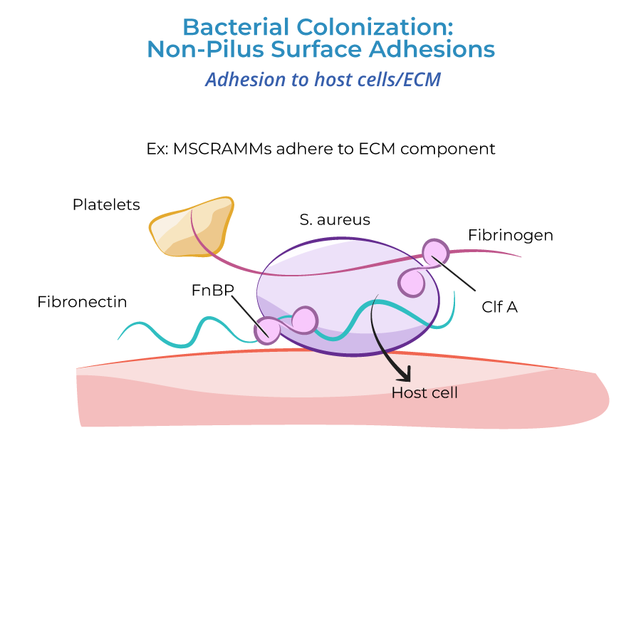 Bacteria - MSCRAMMs