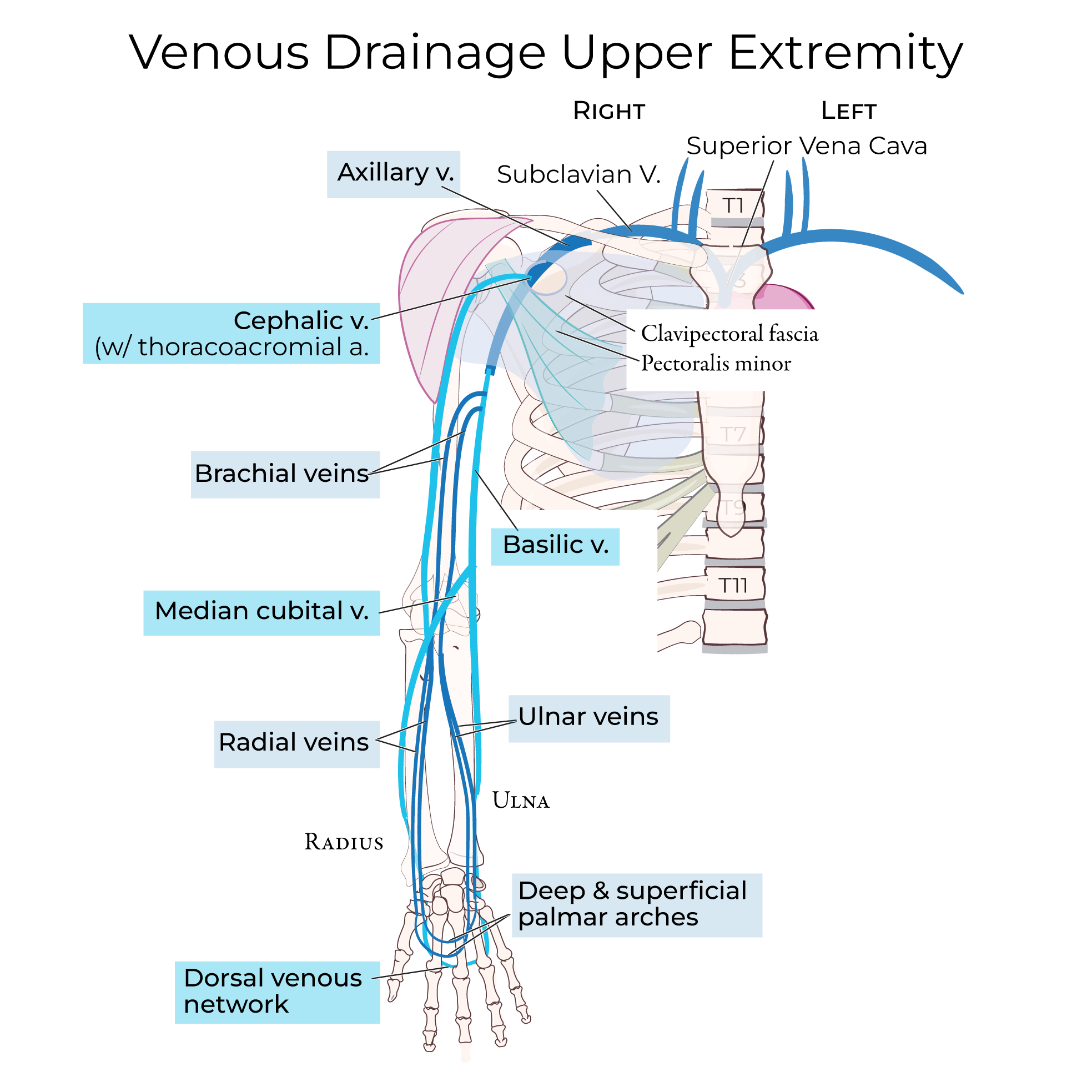 Veins - Upper Extremity