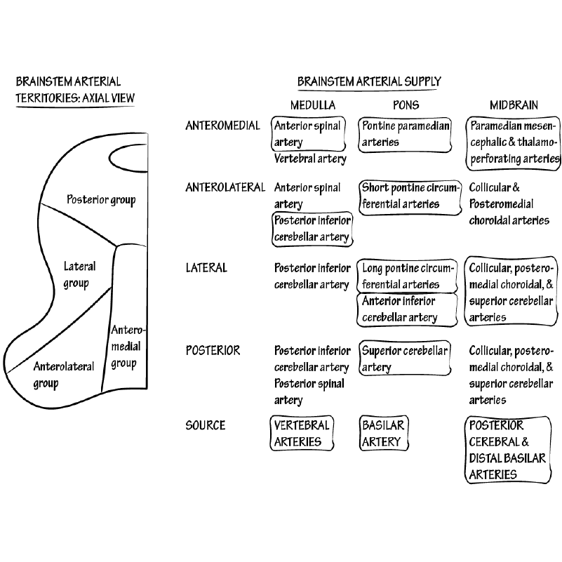 Brainstem Arteries: Specific Vascular Territories