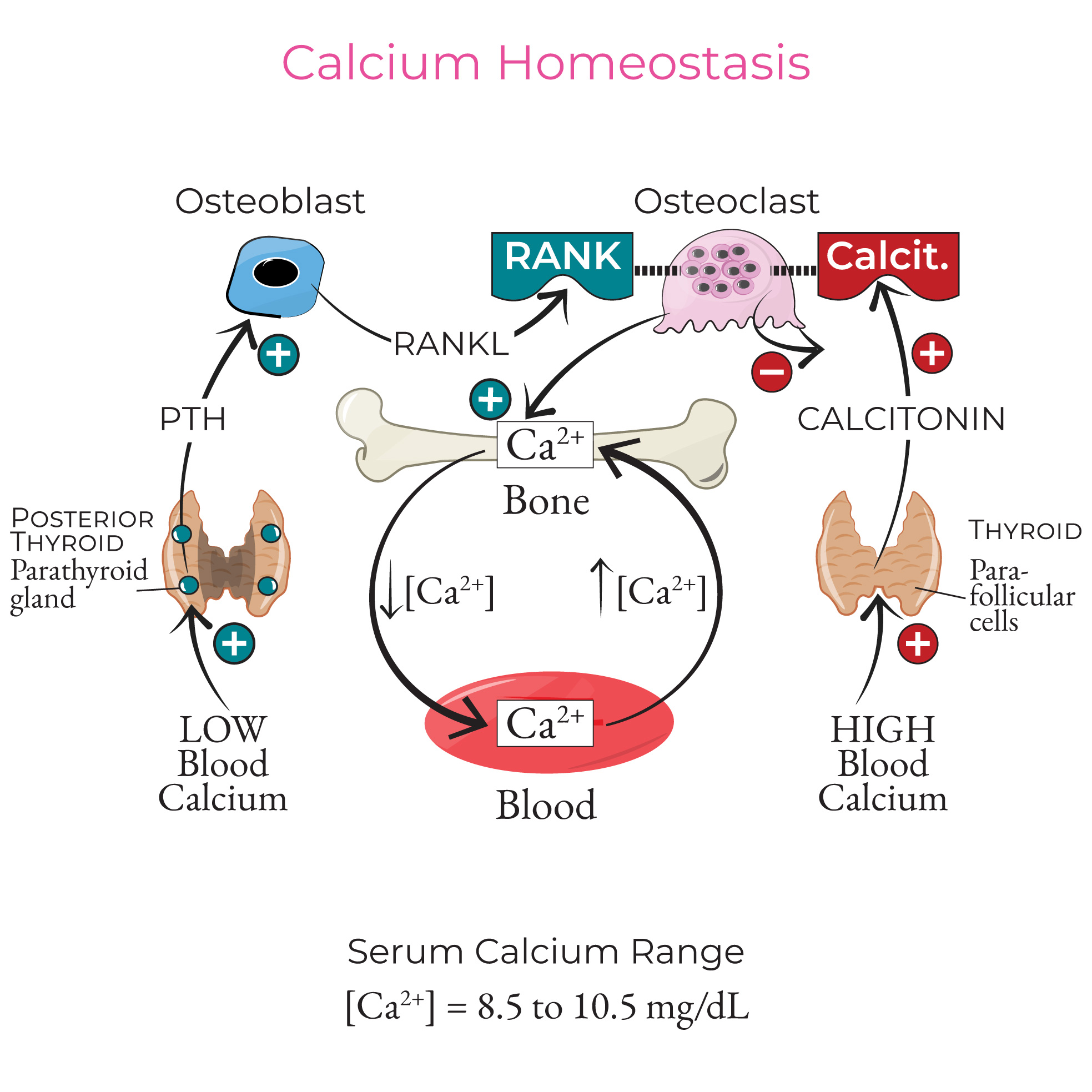 Calcium Homeostasis
