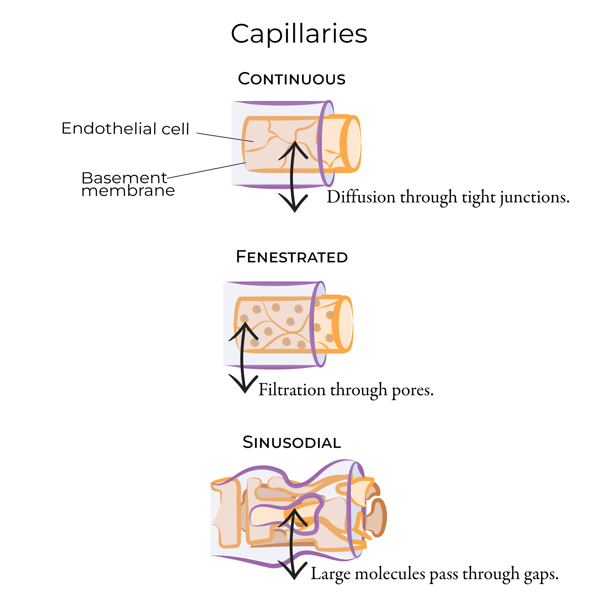 Capillary