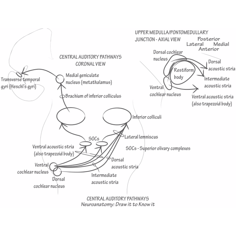 Central Auditory Pathways