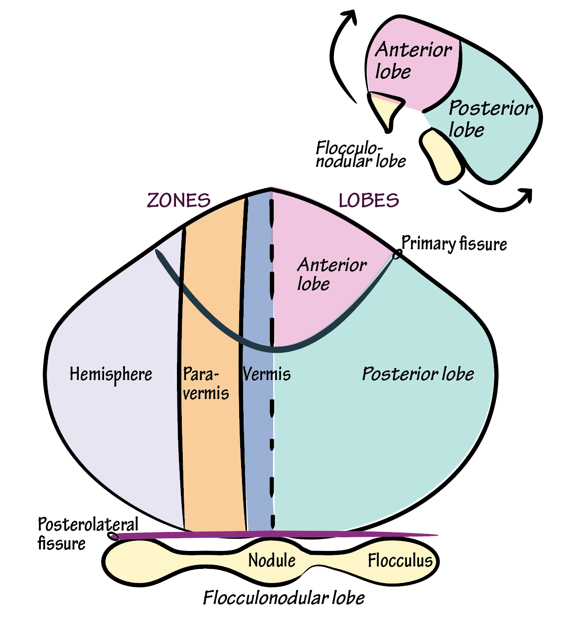 Primary fissure