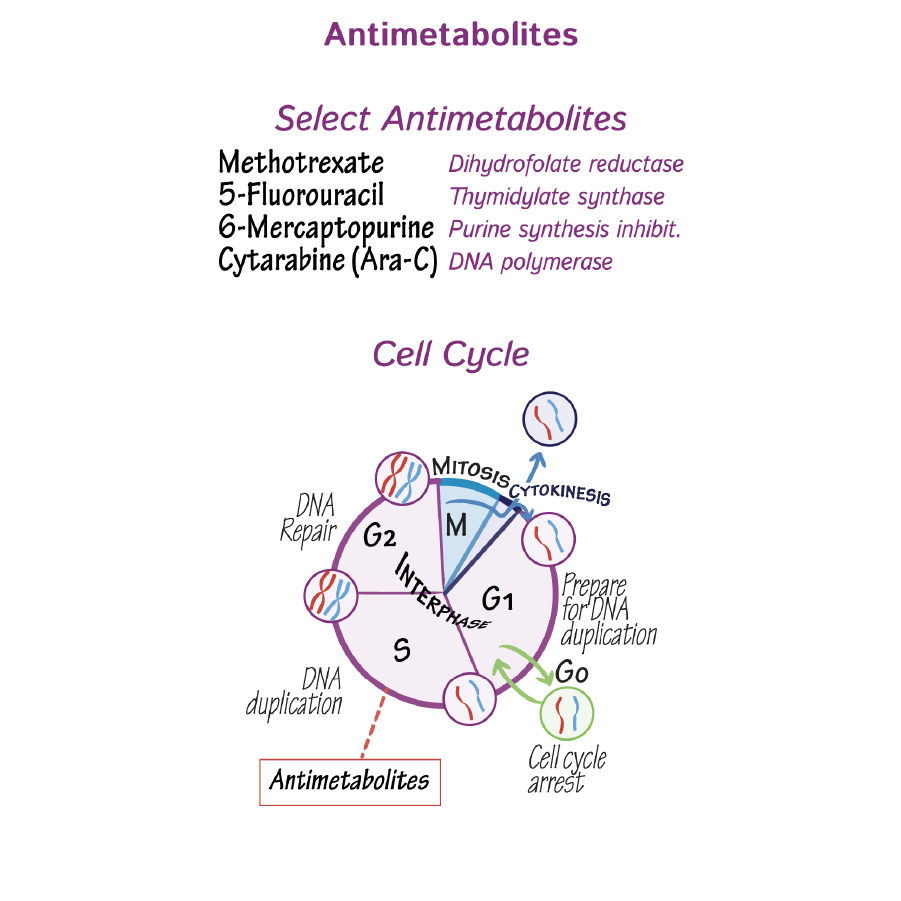 Chemotherapeutic Antimetabolites