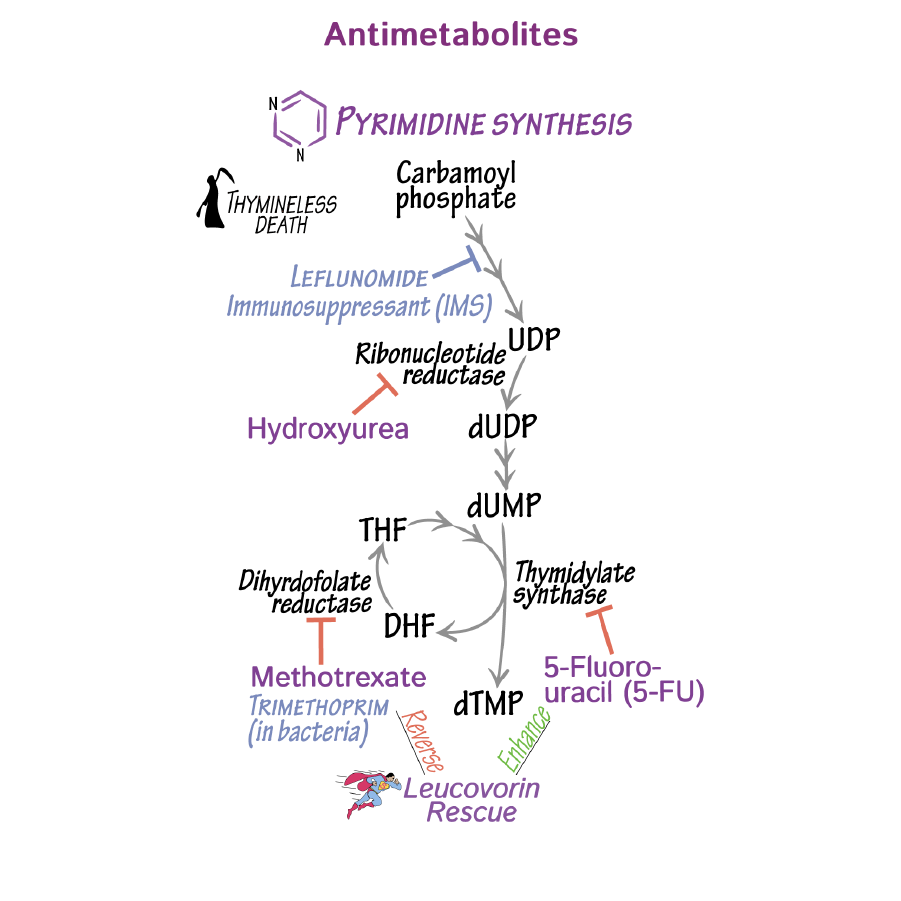 Chemotherapeutic Antimetabolites
