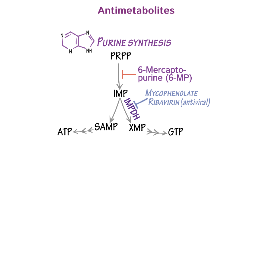 Chemotherapeutic Antimetabolites