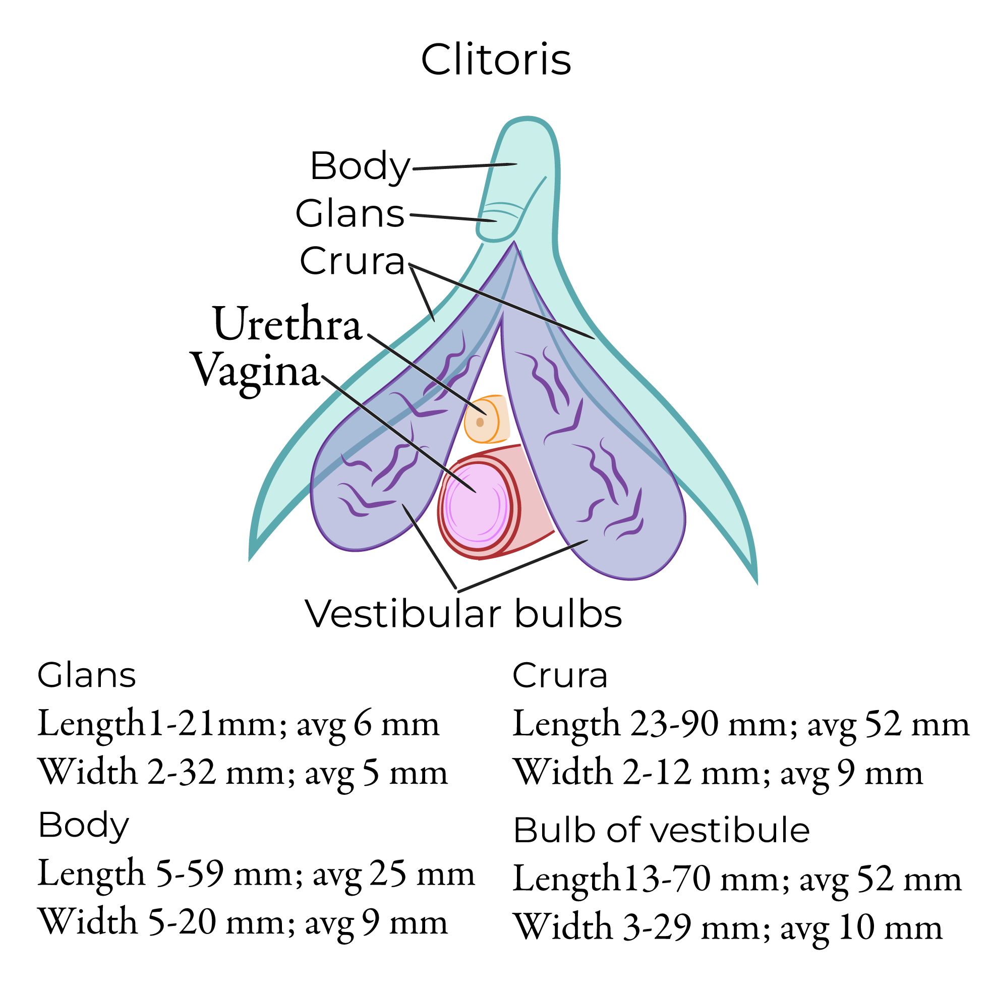 Vulva and Superficial Perineal Pouch