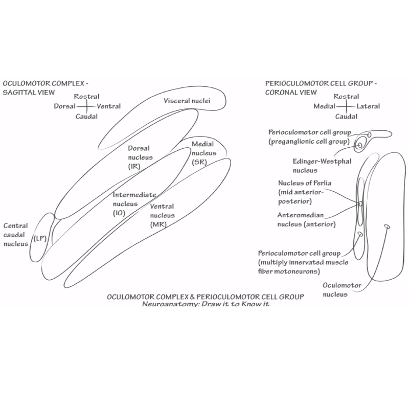 CN 3, Oculomotor Nuclei