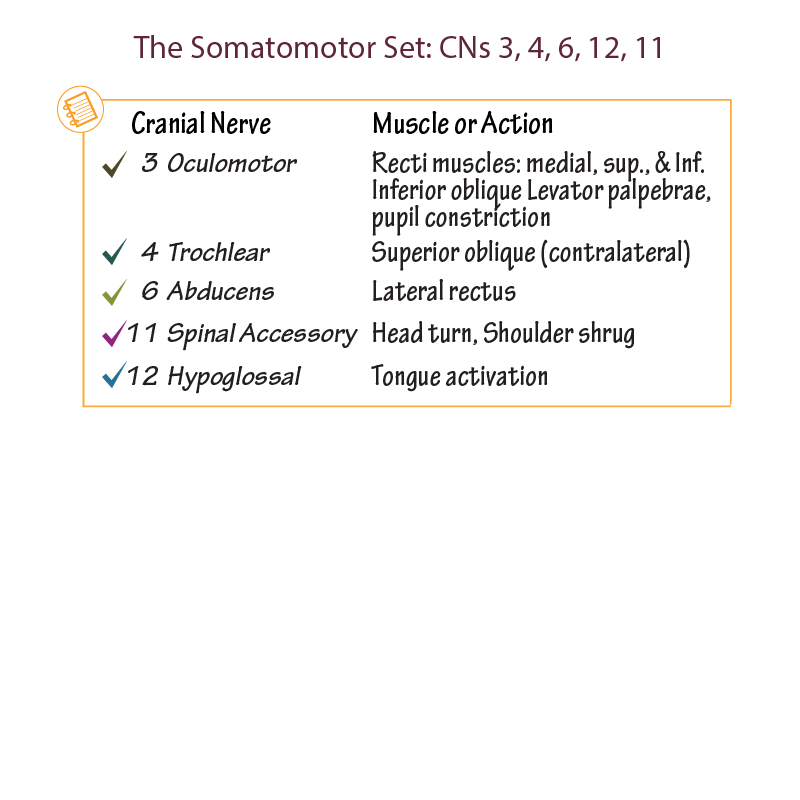 CNs 3, 4, 6, 12, 11 - The Somatomotor Set