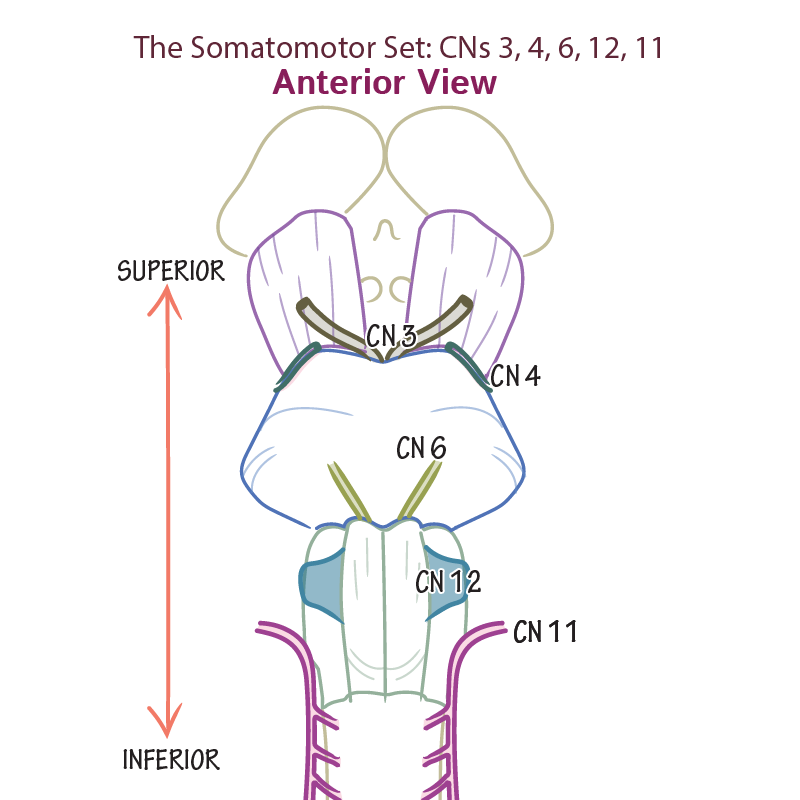 CNs 3, 4, 6, 12, 11 - The Somatomotor Set
