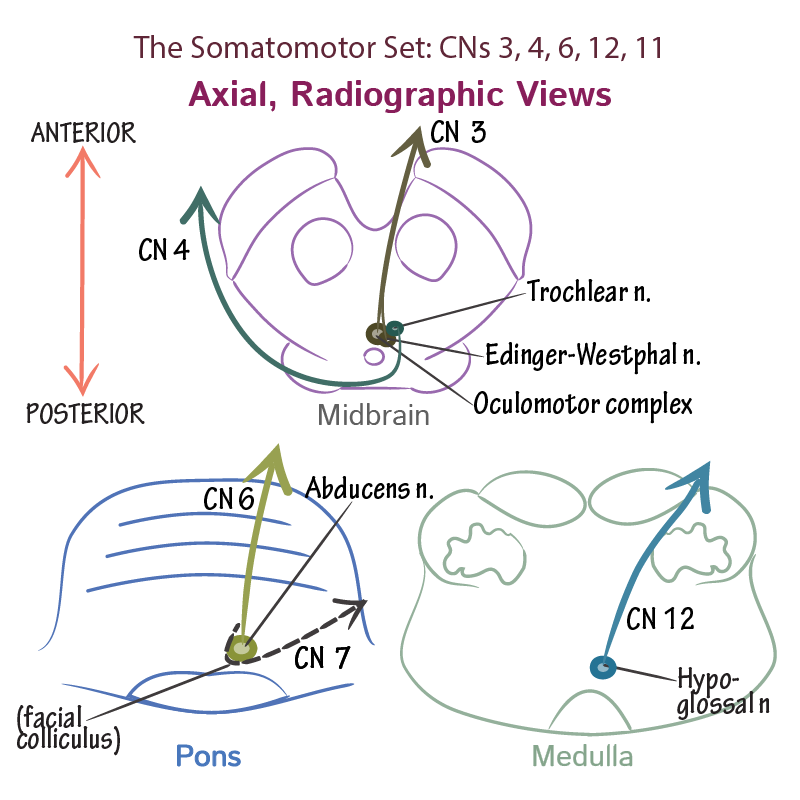 CNs 3, 4, 6, 12, 11 - The Somatomotor Set