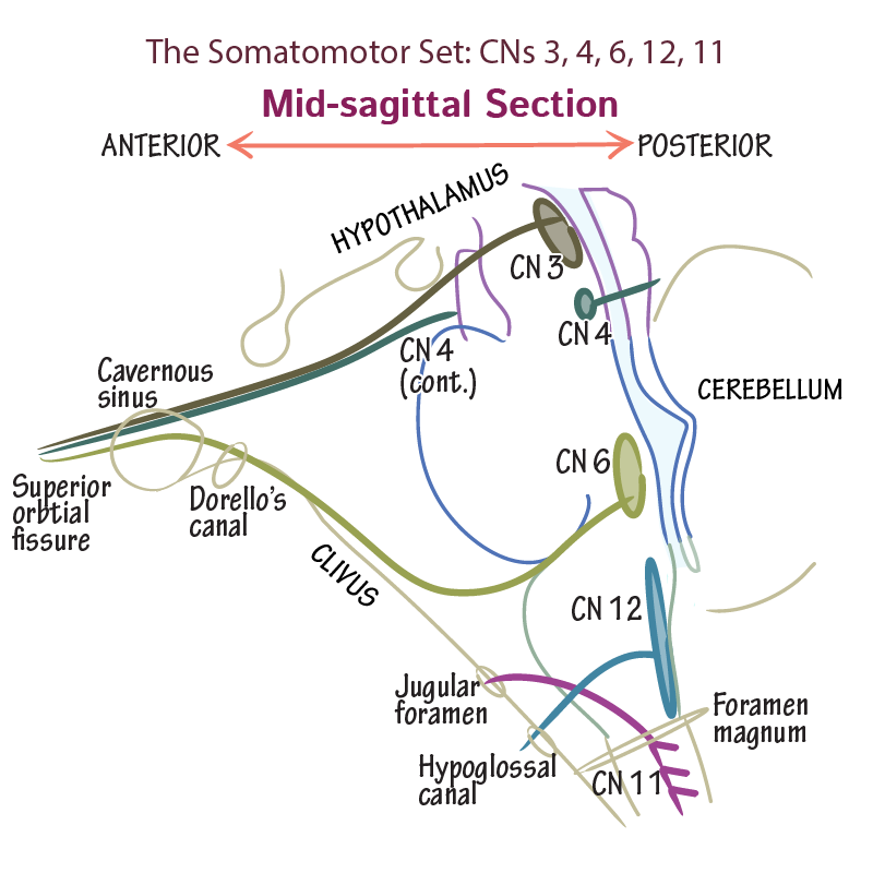 CNs 3, 4, 6, 12, 11 - The Somatomotor Set