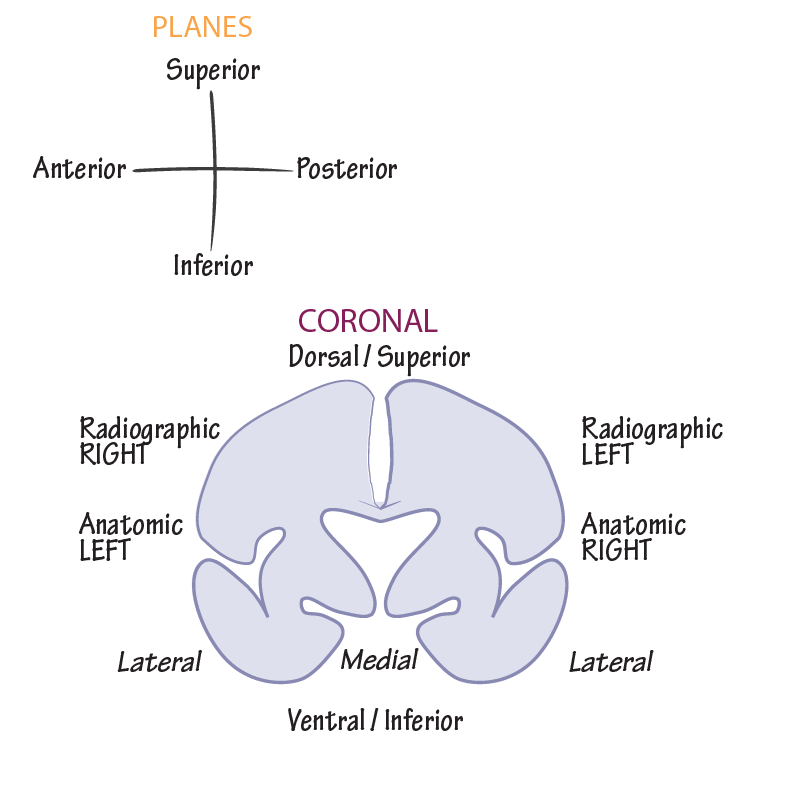 Orientational Terminology in Neuroanatomy