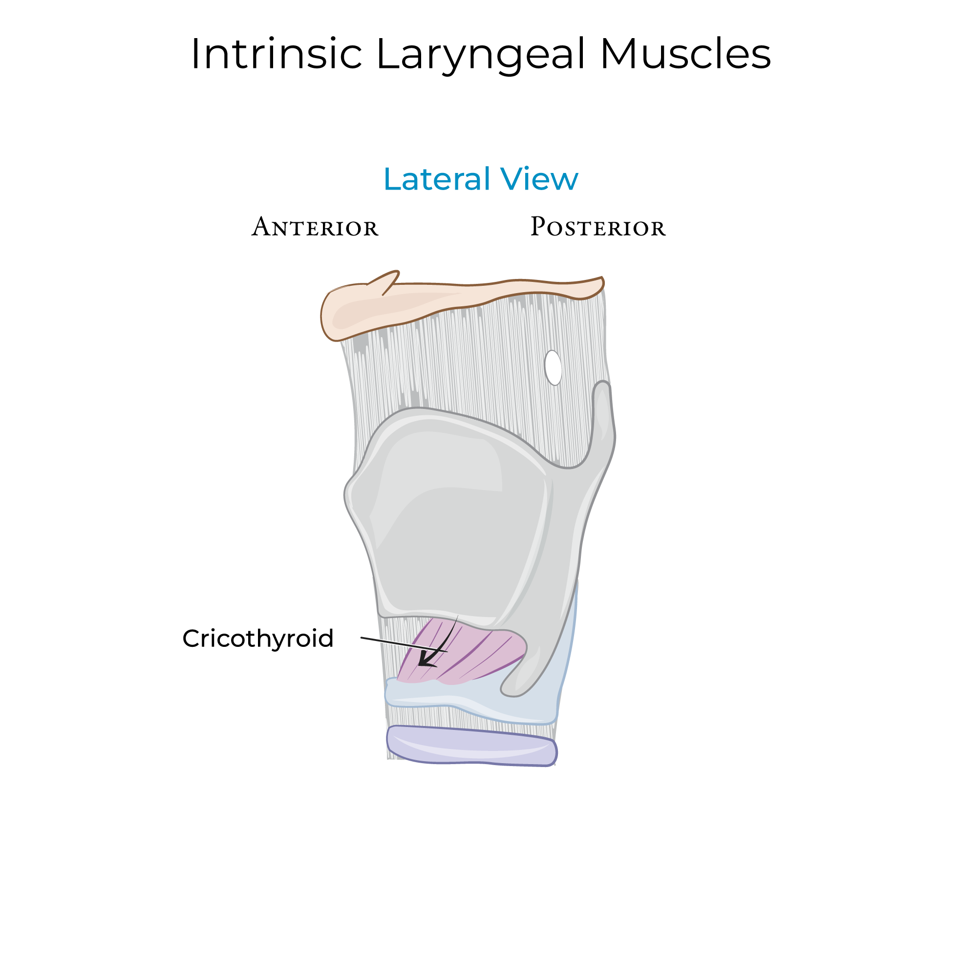 Laryngeal Muscles (Intrinsic)