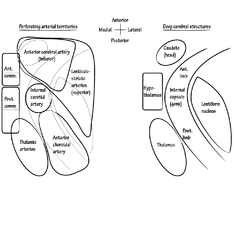 Deep Cerebral Arteries