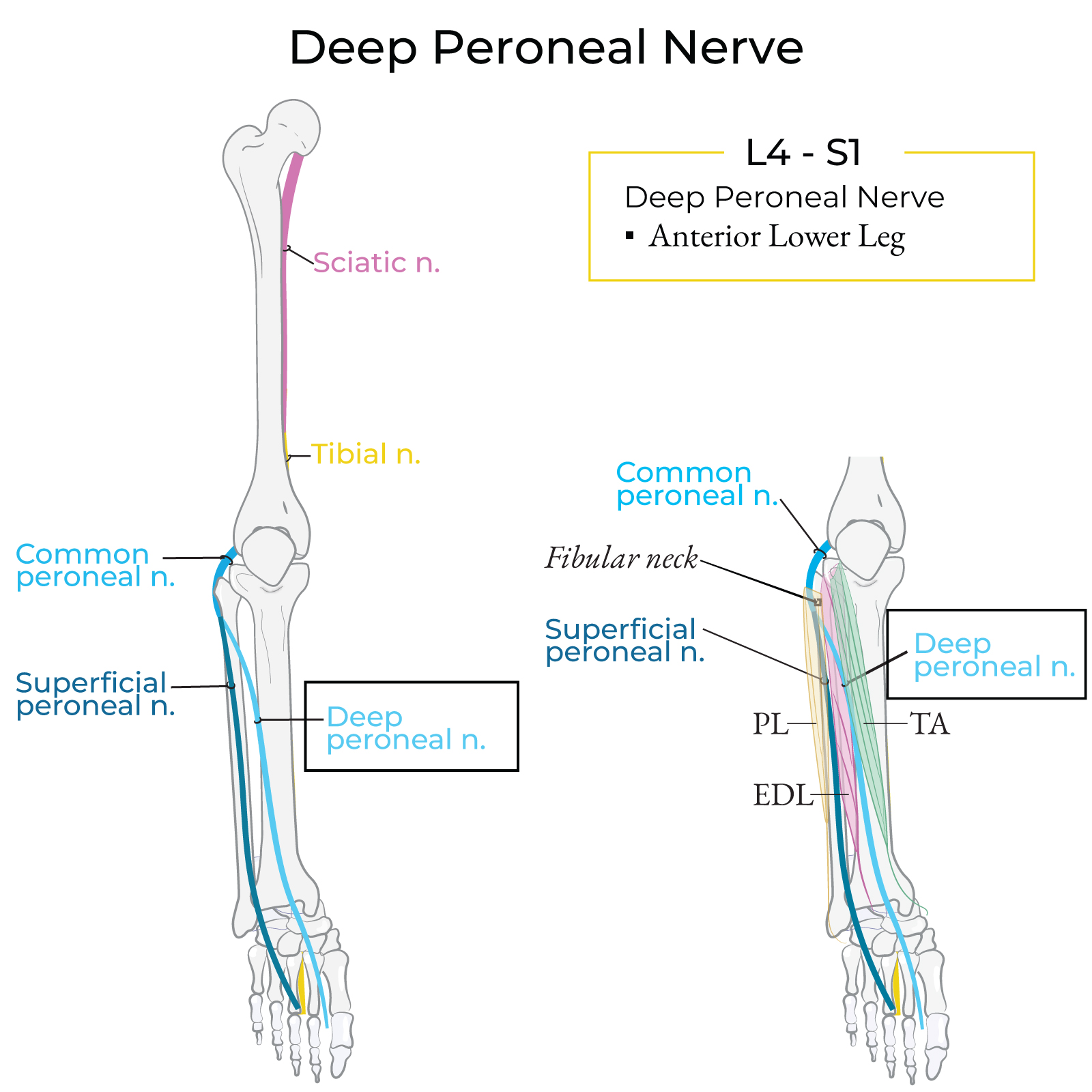 Deep Peroneal Nerve Path LOWER LIMB NERVES ULTRASOUND HHSX