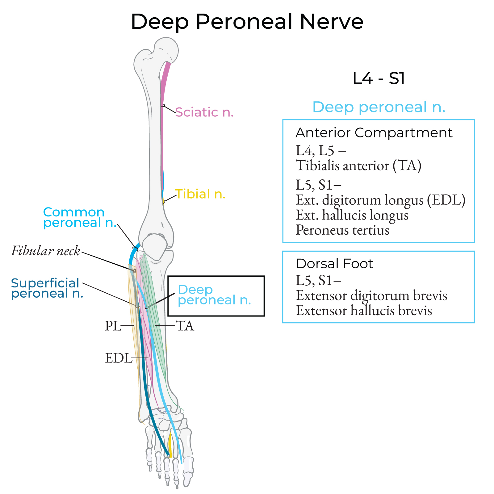 Deep peroneal nerve