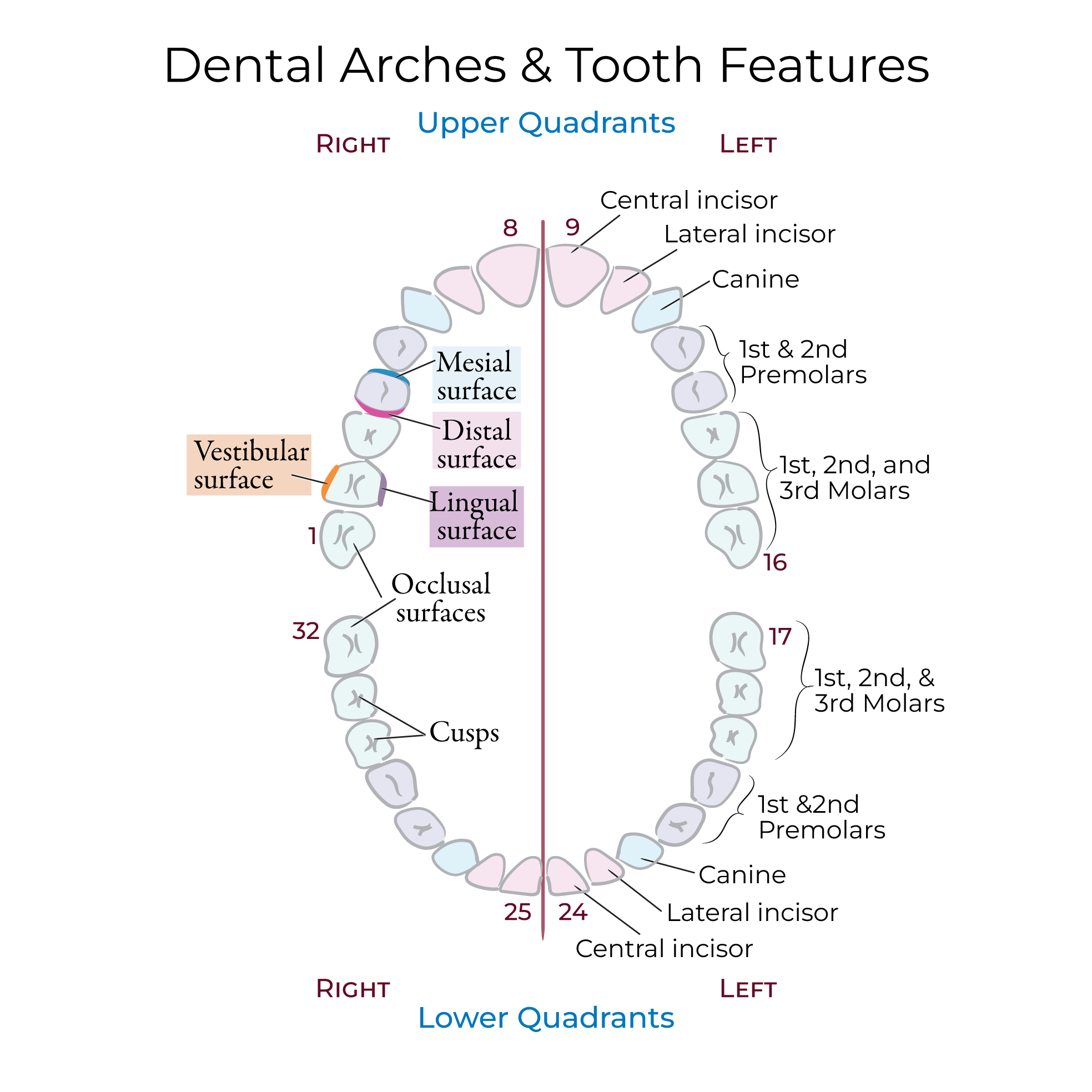Teeth (Dentition)