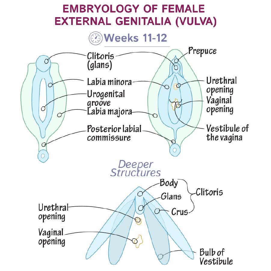 Development of the Vulva