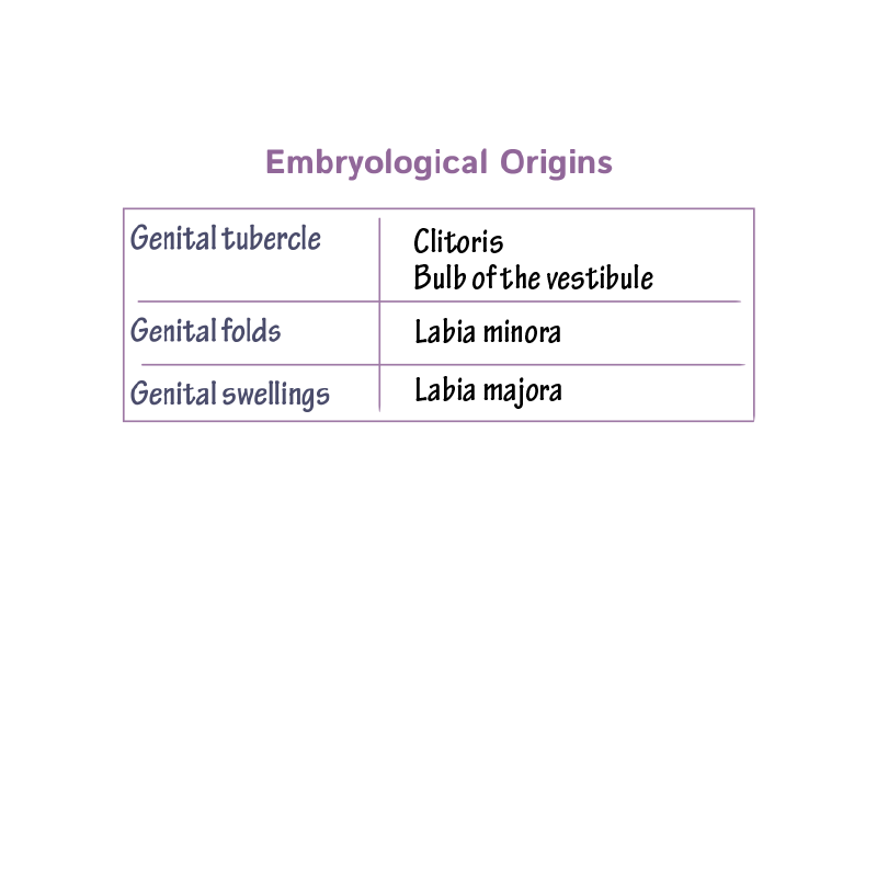 Development of the Vulva