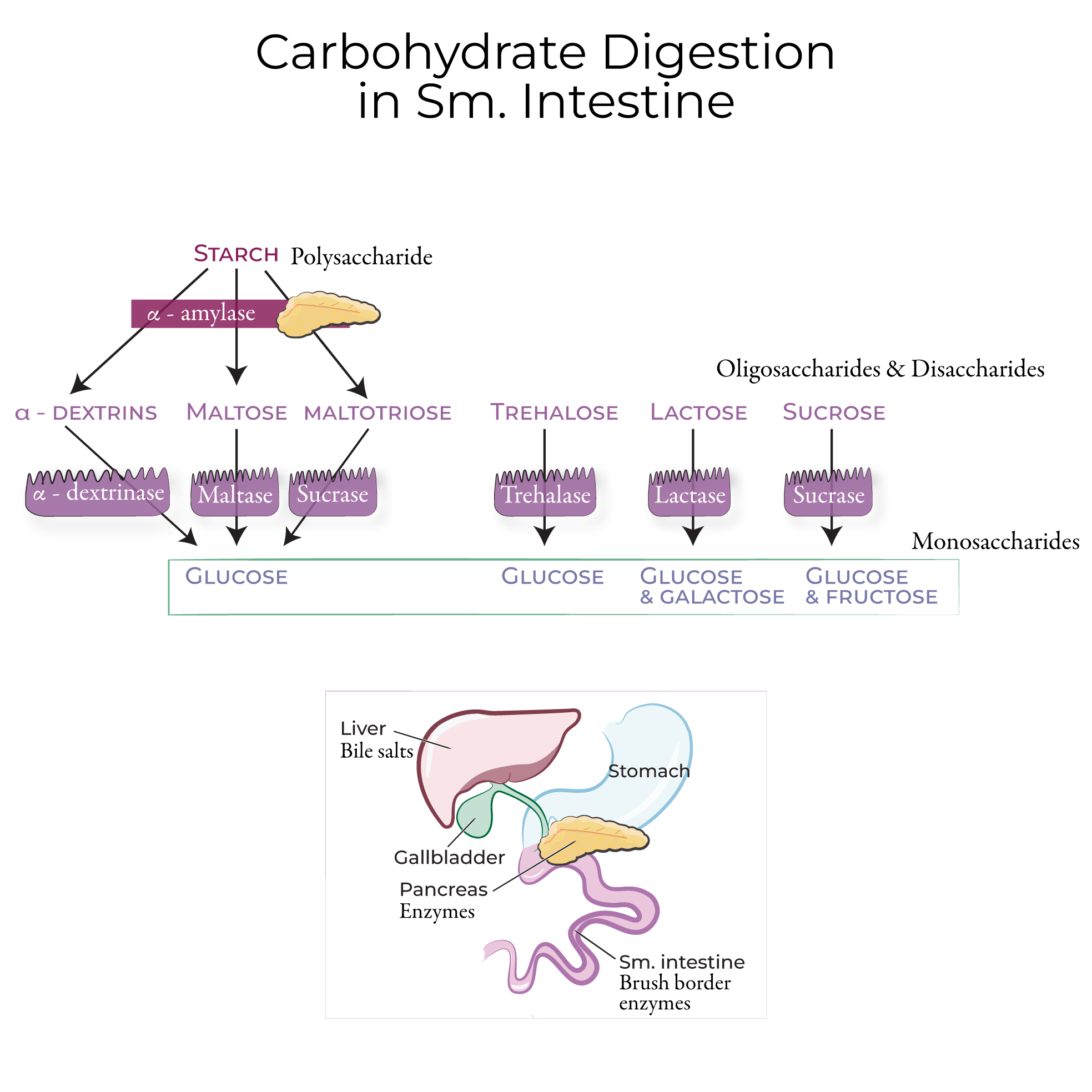 Digestion in the Small Intestine