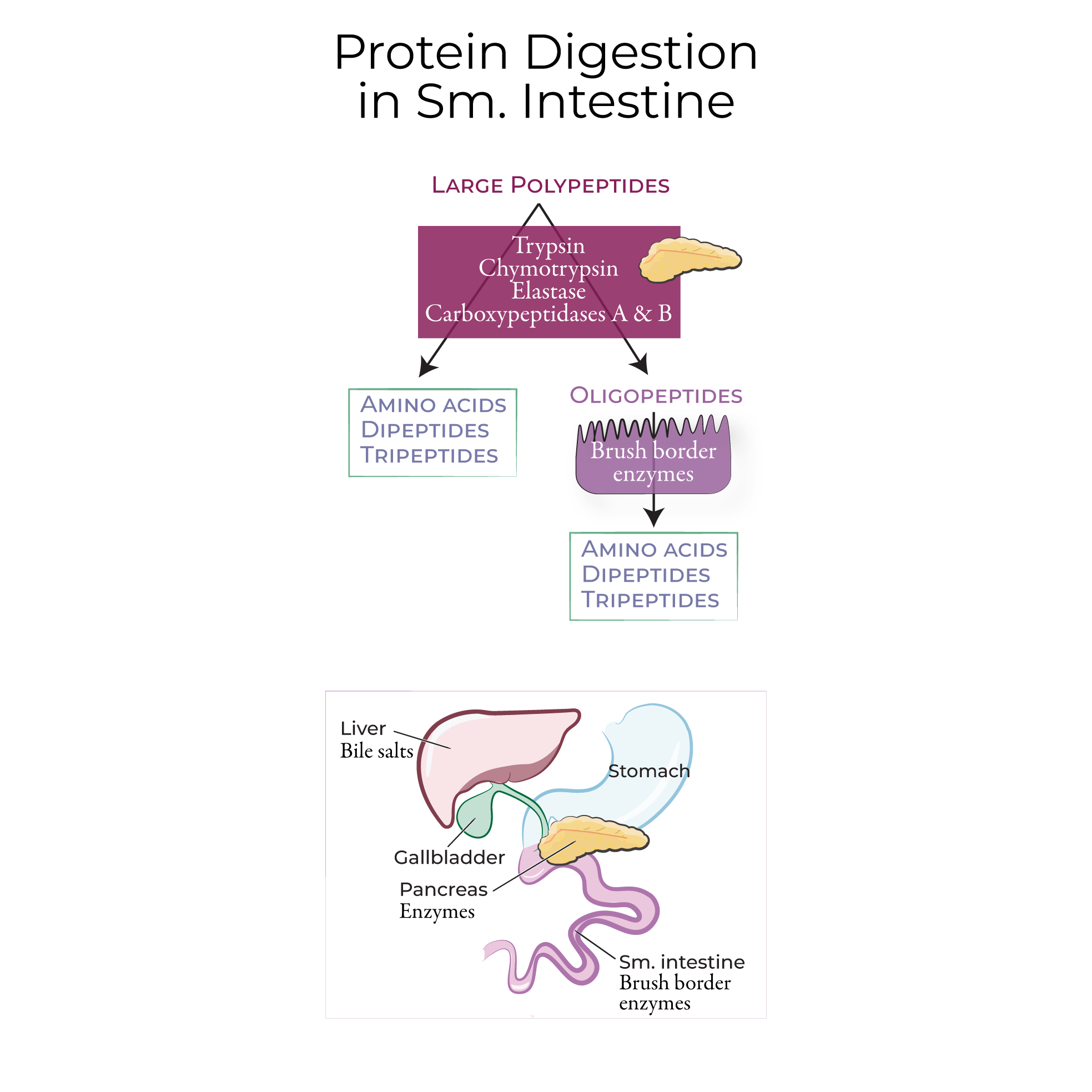 Digestion in the Small Intestine