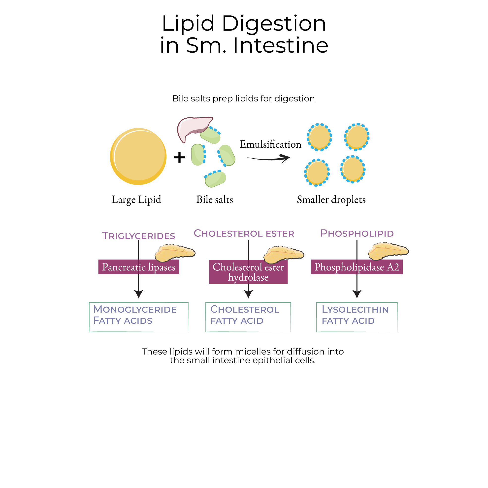 Digestion in the Small Intestine