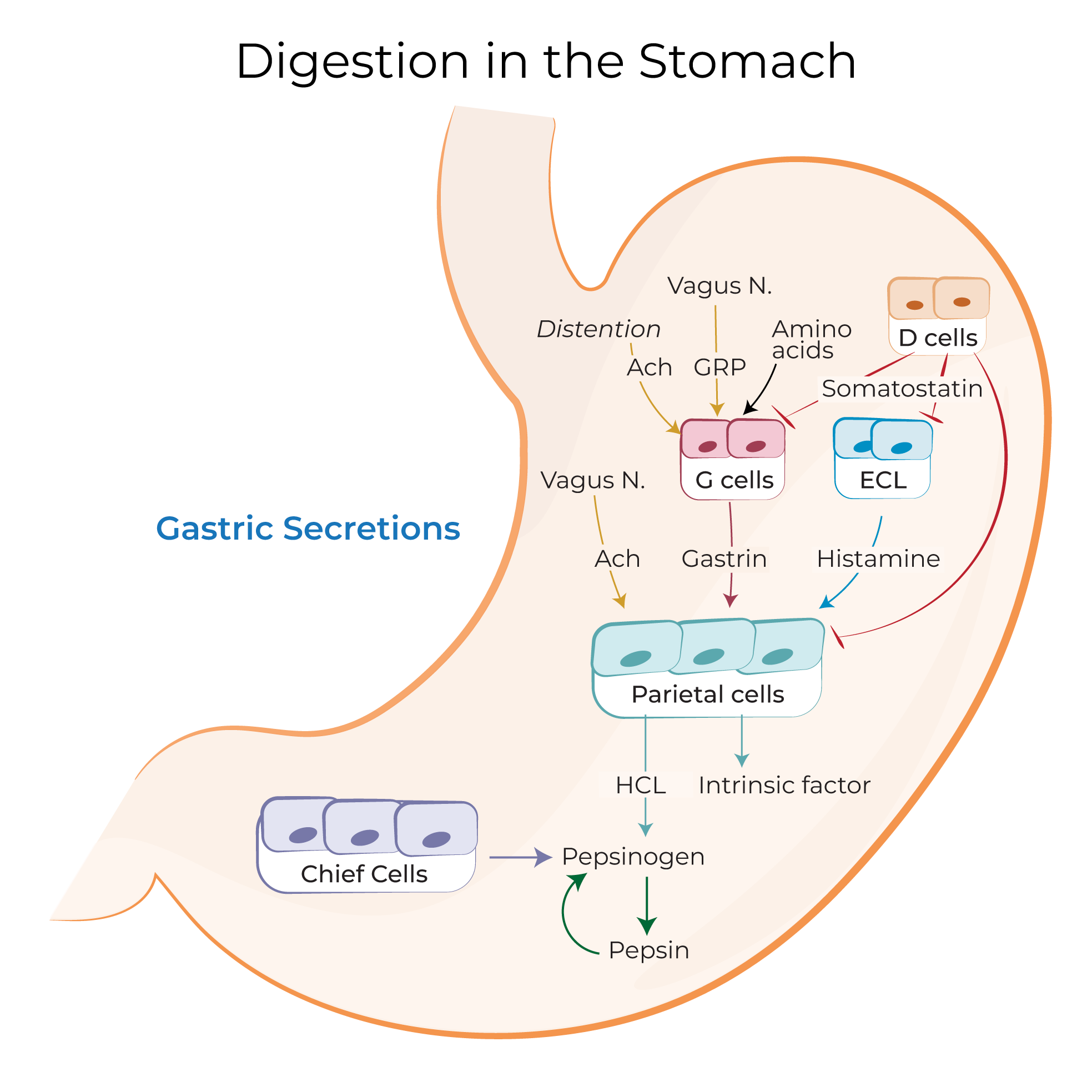 Pepsin Diagram Pepsin Diagram