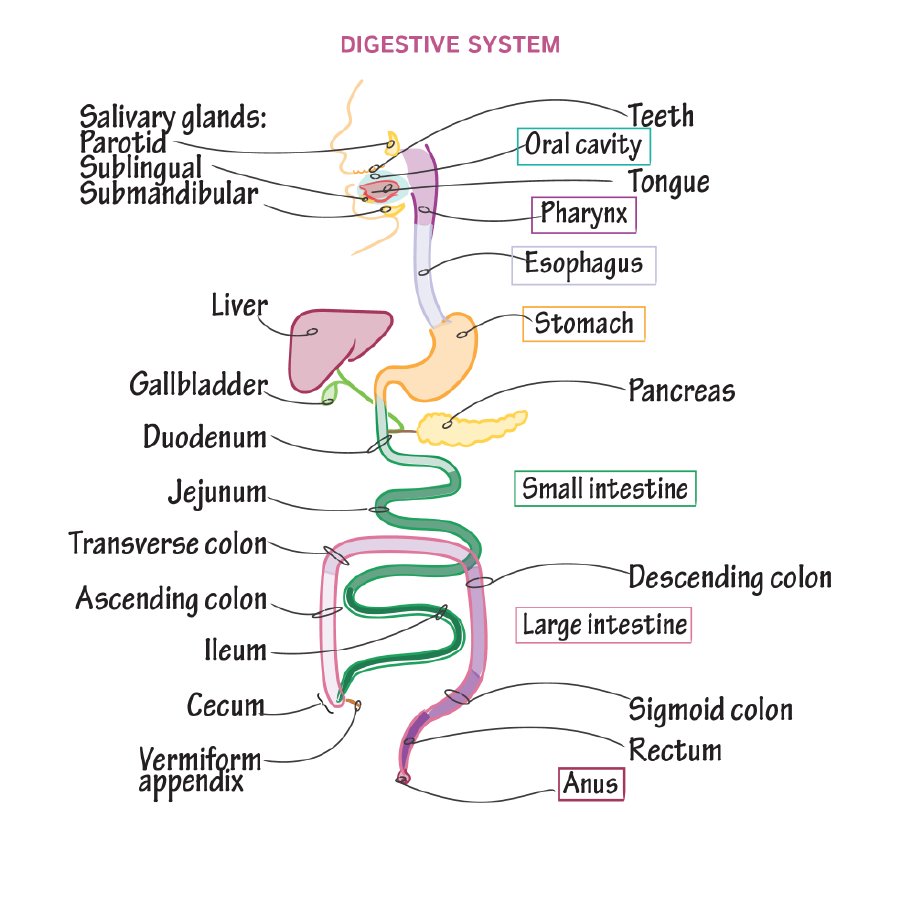 Gross Anatomy Of Stomach Gross Anatomy Of Stomach
