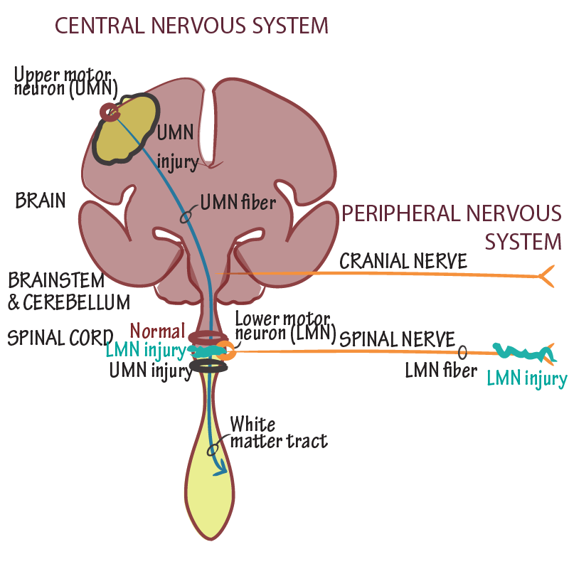 Divisions & Signs in Neuroanatomy